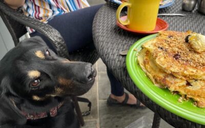 Ban On Dogs On Outdoor Restaurant Patios In Evanston To Be Lifted