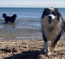 Residents and dogs rally support to reopen Evanston’s Dog Beach