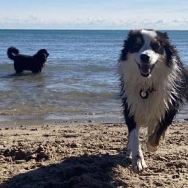 Clare Kelly dog beach